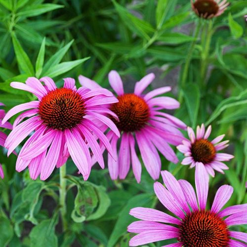 ECHINACEA - KASVIRÁG - 60 db étrend-kiegészítő gyógynövénykapszula