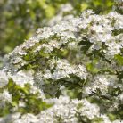 GALAGONYA VIRÁGOS HAJTÁSVÉG - 60 db étrend-kiegészítő gyógynövénykapszula