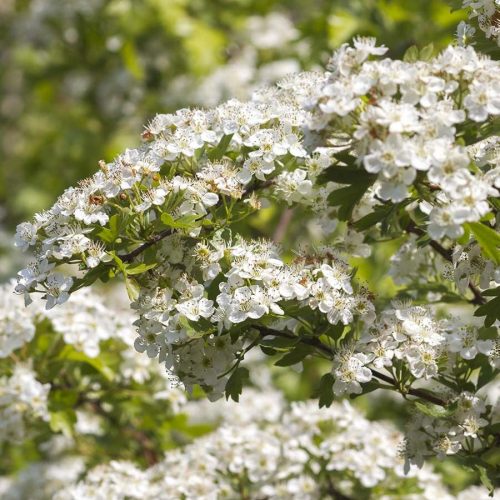 GALAGONYA VIRÁGOS HAJTÁSVÉG - 60 db étrend-kiegészítő gyógynövénykapszula