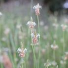 LÁNDZSÁS ÚTIFŰ - 60 db étrend-kiegészítő gyógynövénykapszula