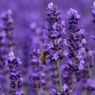 ORVOSI LEVENDULA - 60 db étrend-kiegészítő gyógynövénykapszula