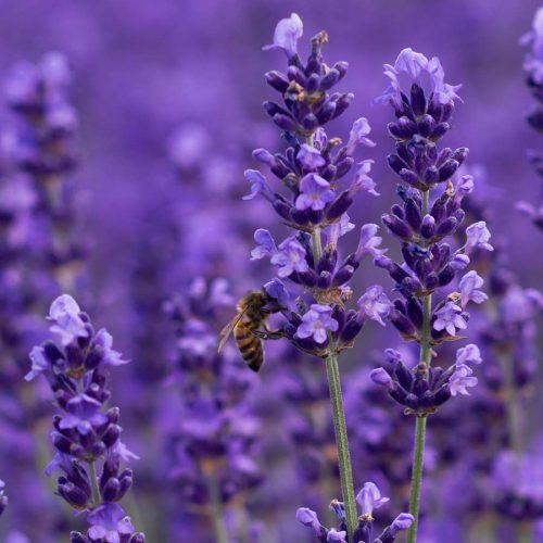 ORVOSI LEVENDULA - 60 db étrend-kiegészítő gyógynövénykapszula