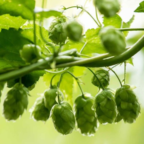 KOMLÓ - 60 db étrend-kiegészítő gyógynövénykapszula