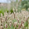 ÚTIFŰ MAGHÉJ - 60 db étrend-kiegészítő gyógynövénykapszula