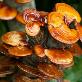 GANODERMA - Pecsétviaszgomba