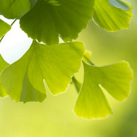 GINKGO